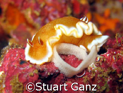 White margin nudi laying eggs. Taken on Oahu's North shore. by Stuart Ganz 